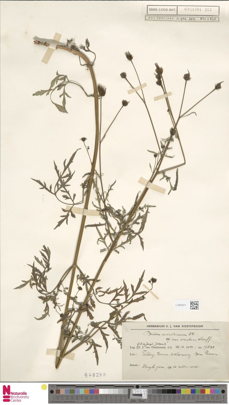 Bidens subalternans var. simulans photo 3