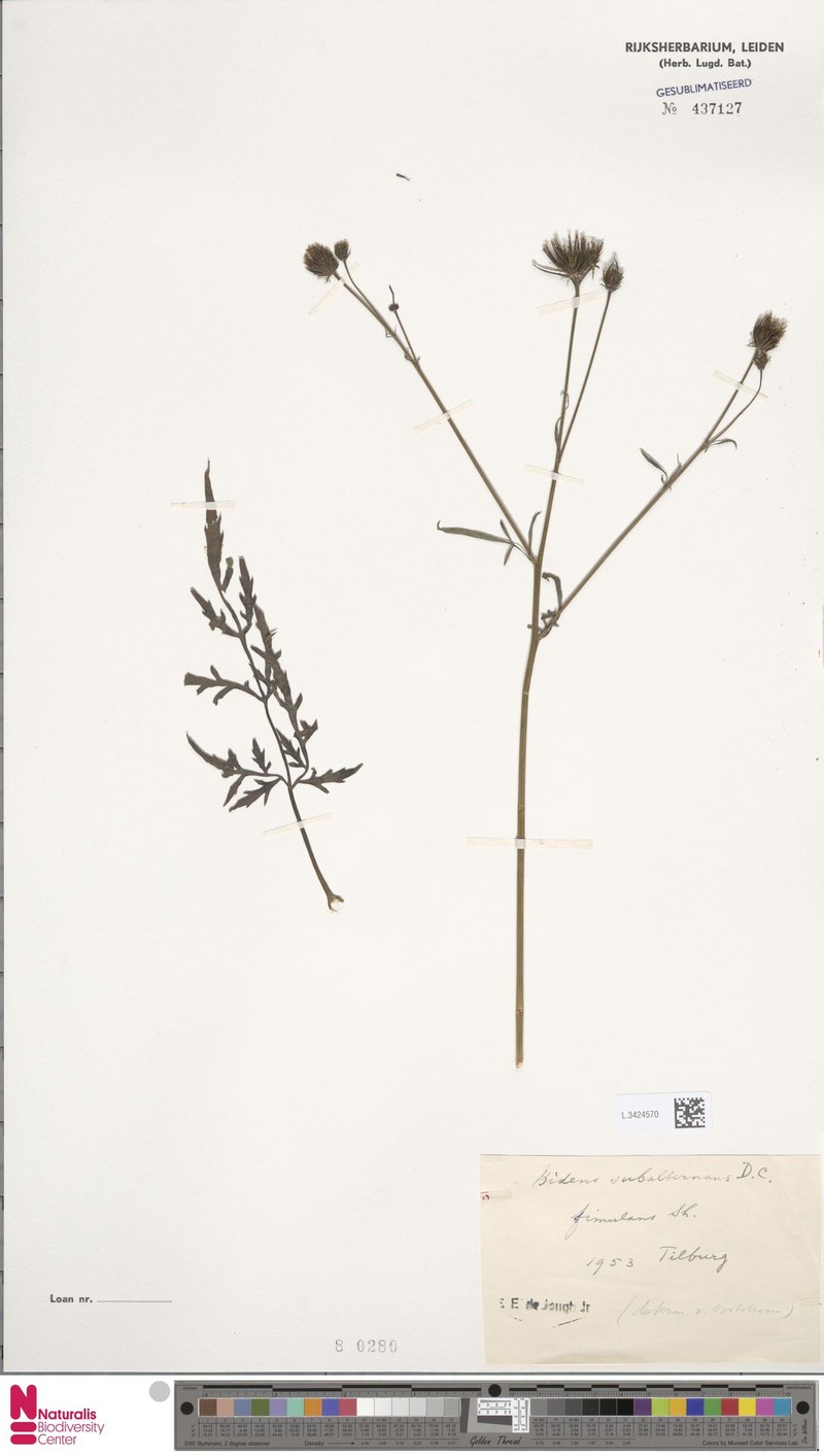 Bidens subalternans var. simulans photo 4