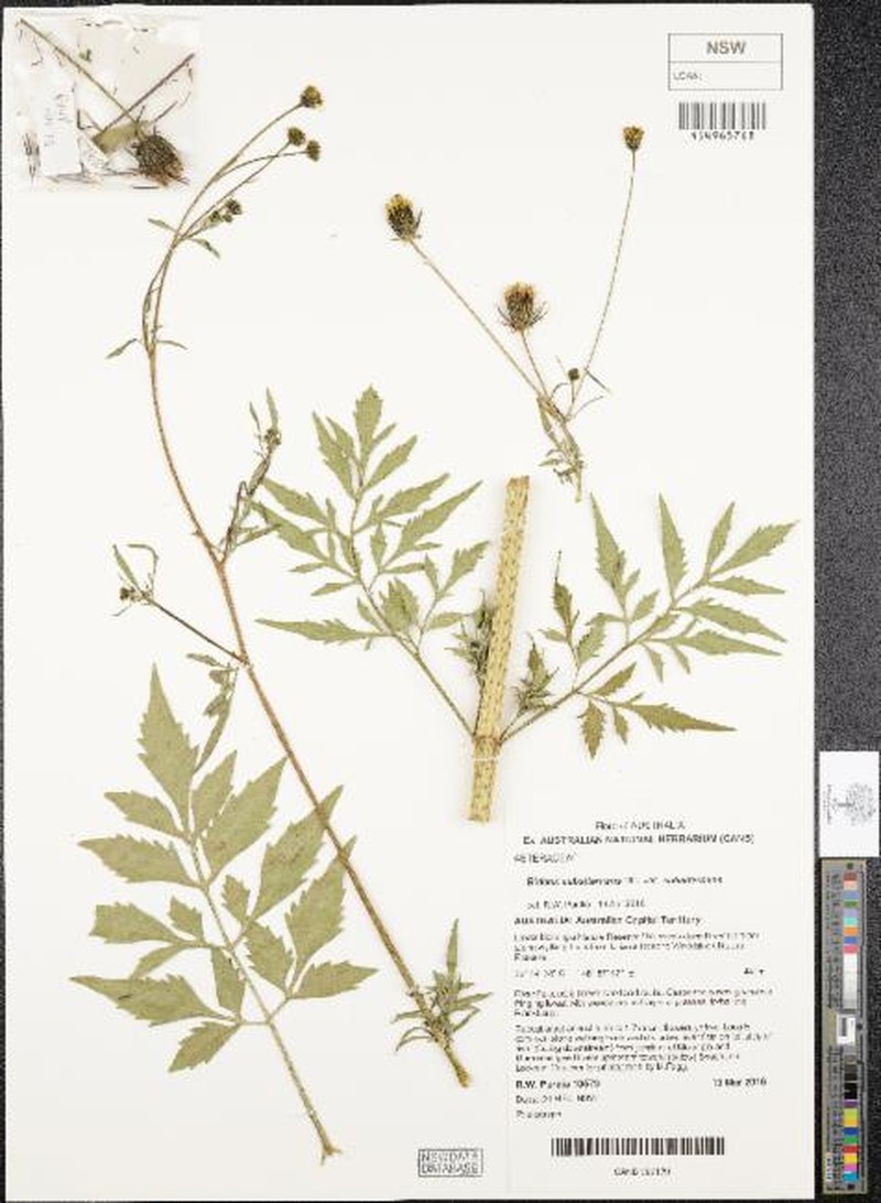 Bidens subalternans var. subalternans