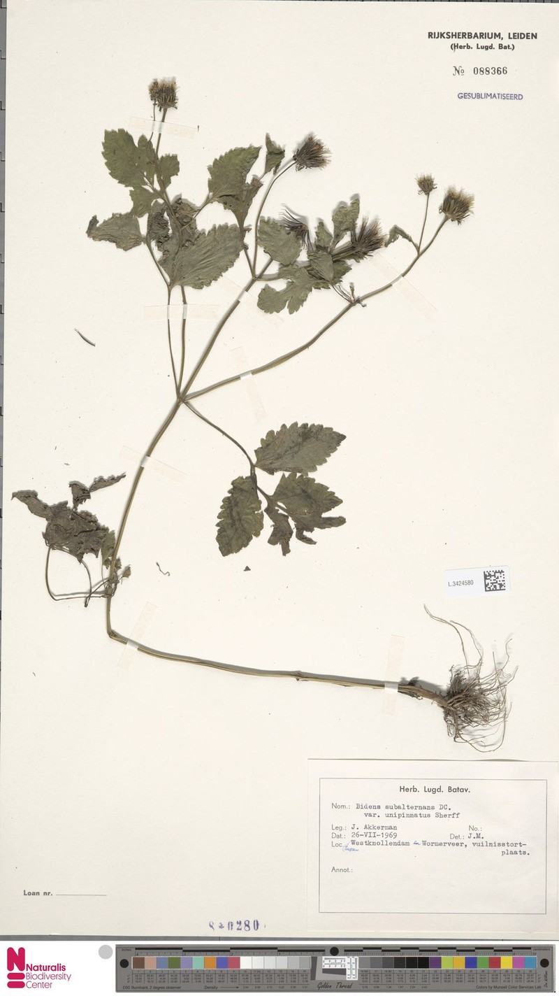 Bidens subalternans var. unipinnata