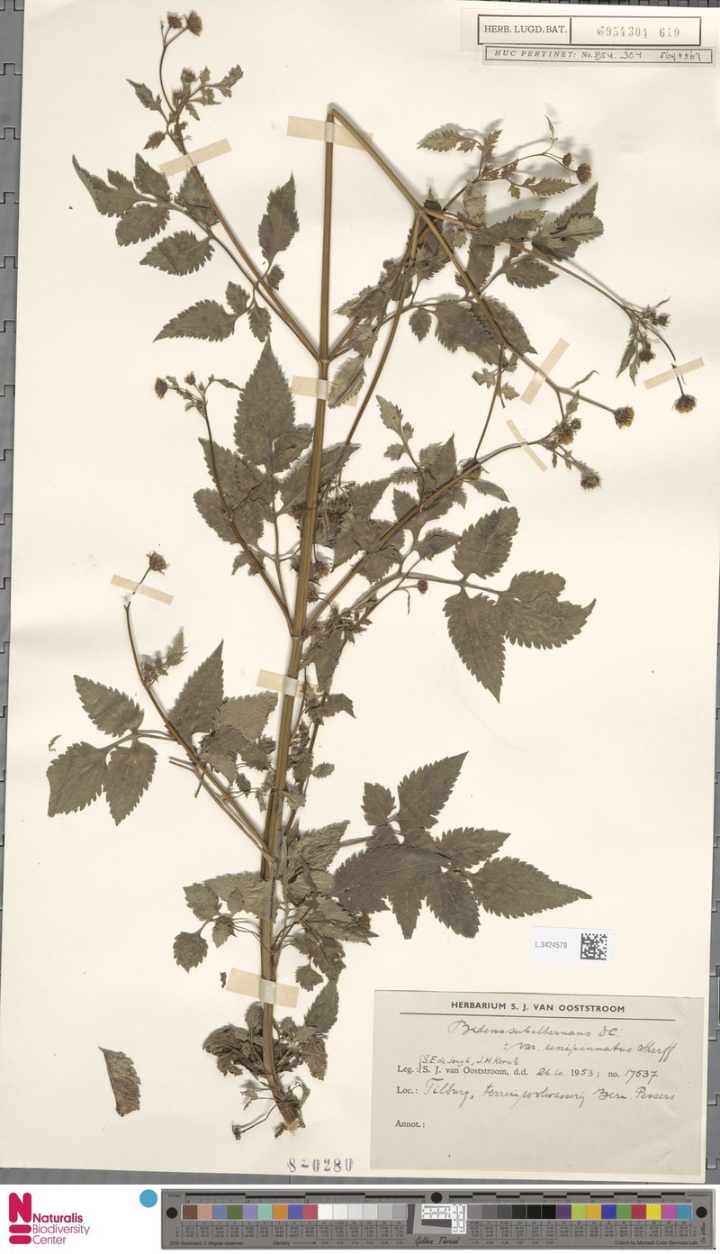 Bidens subalternans var. unipinnata photo 2