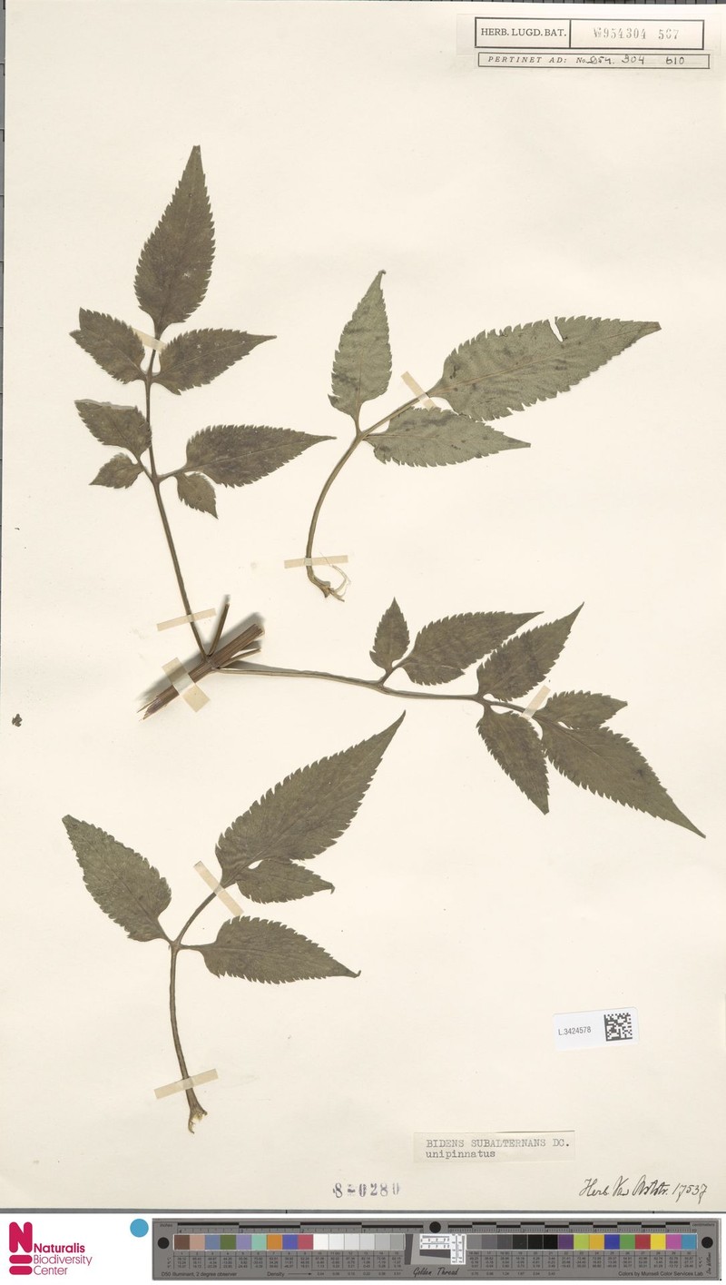 Bidens subalternans var. unipinnata photo 3