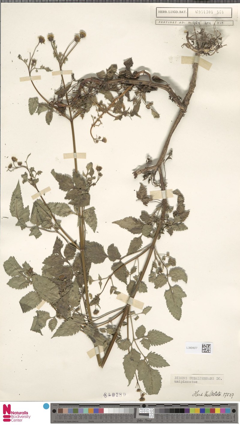 Bidens subalternans var. unipinnata photo 4