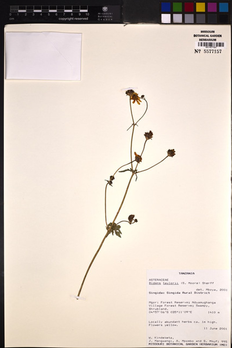 Bidens taylorii