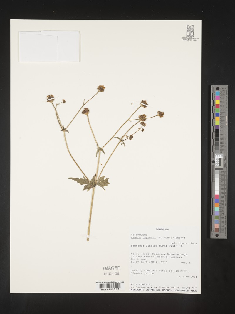 Bidens taylorii photo 2