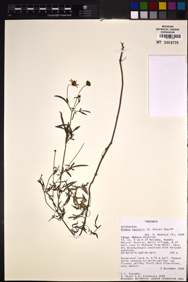 Bidens taylorii photo 3