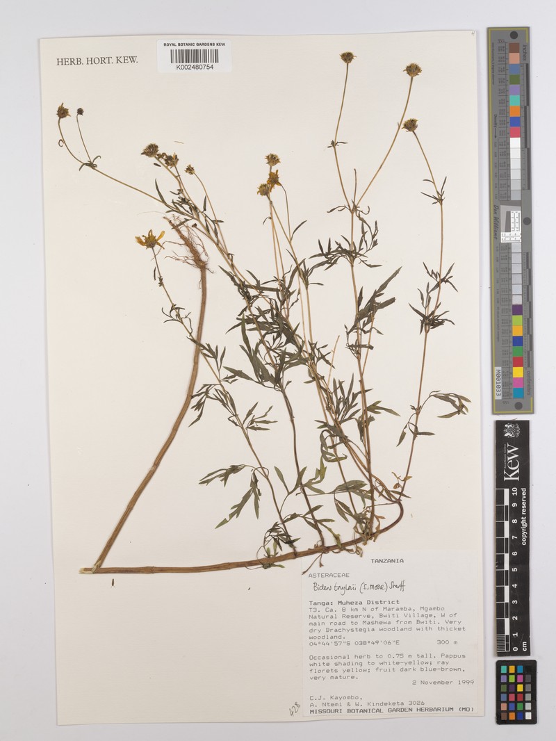 Bidens taylorii photo 4