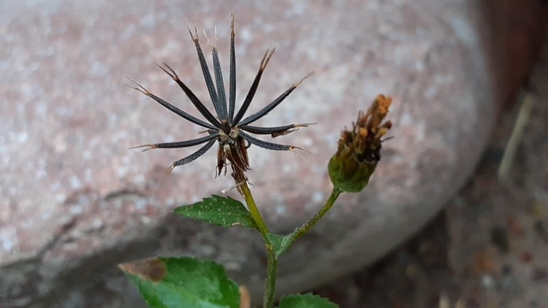 Bidens tenera