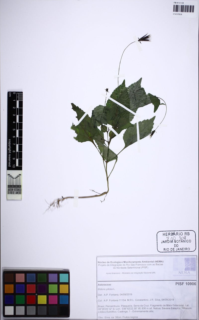 Bidens tenera photo 2