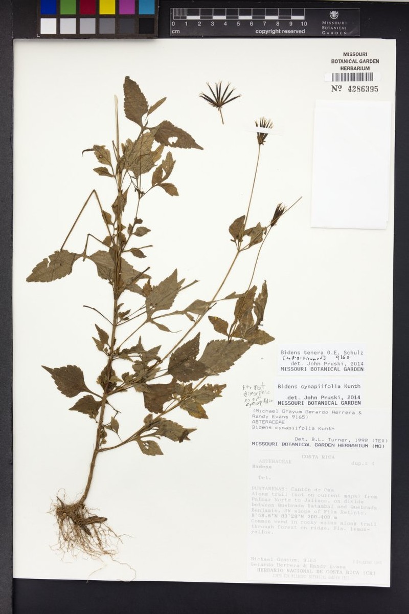 Bidens tenera photo 3