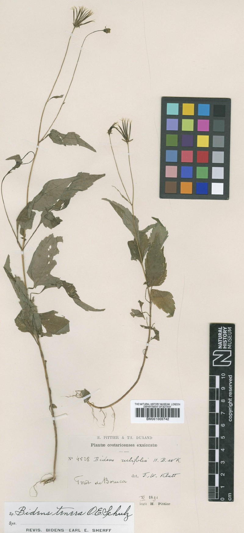 Bidens tenera photo 4