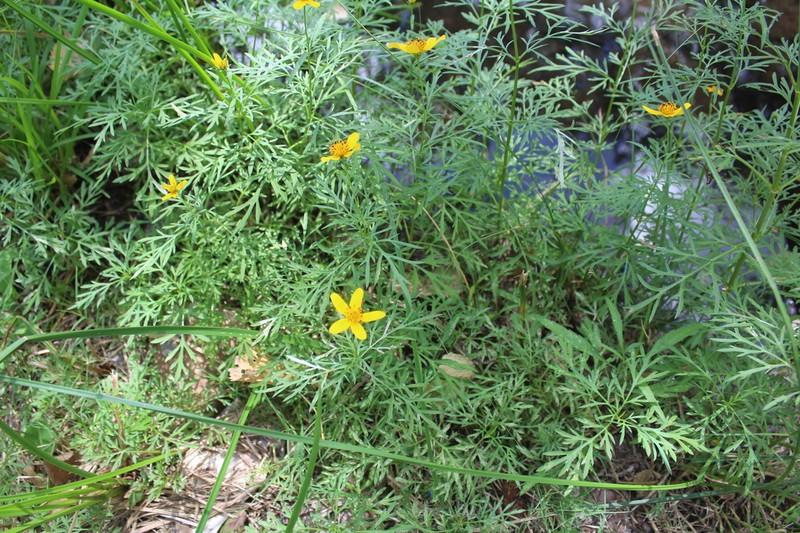 Slimlobe Beggarticks photo 5
