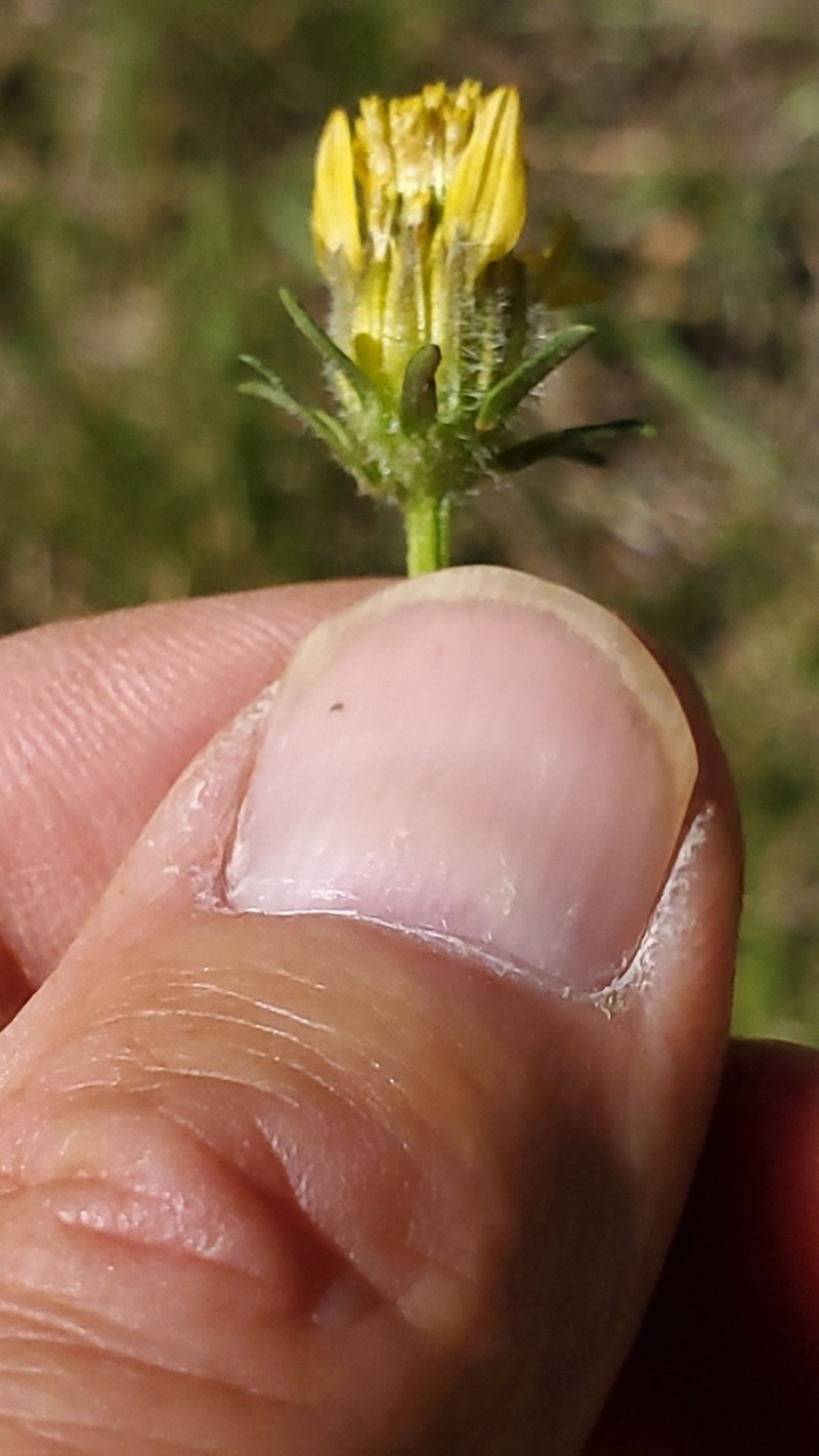Slimlobe Beggarticks photo 6