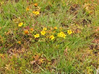 Bidens ternata