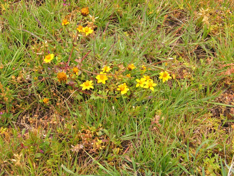 Bidens ternata photo 2