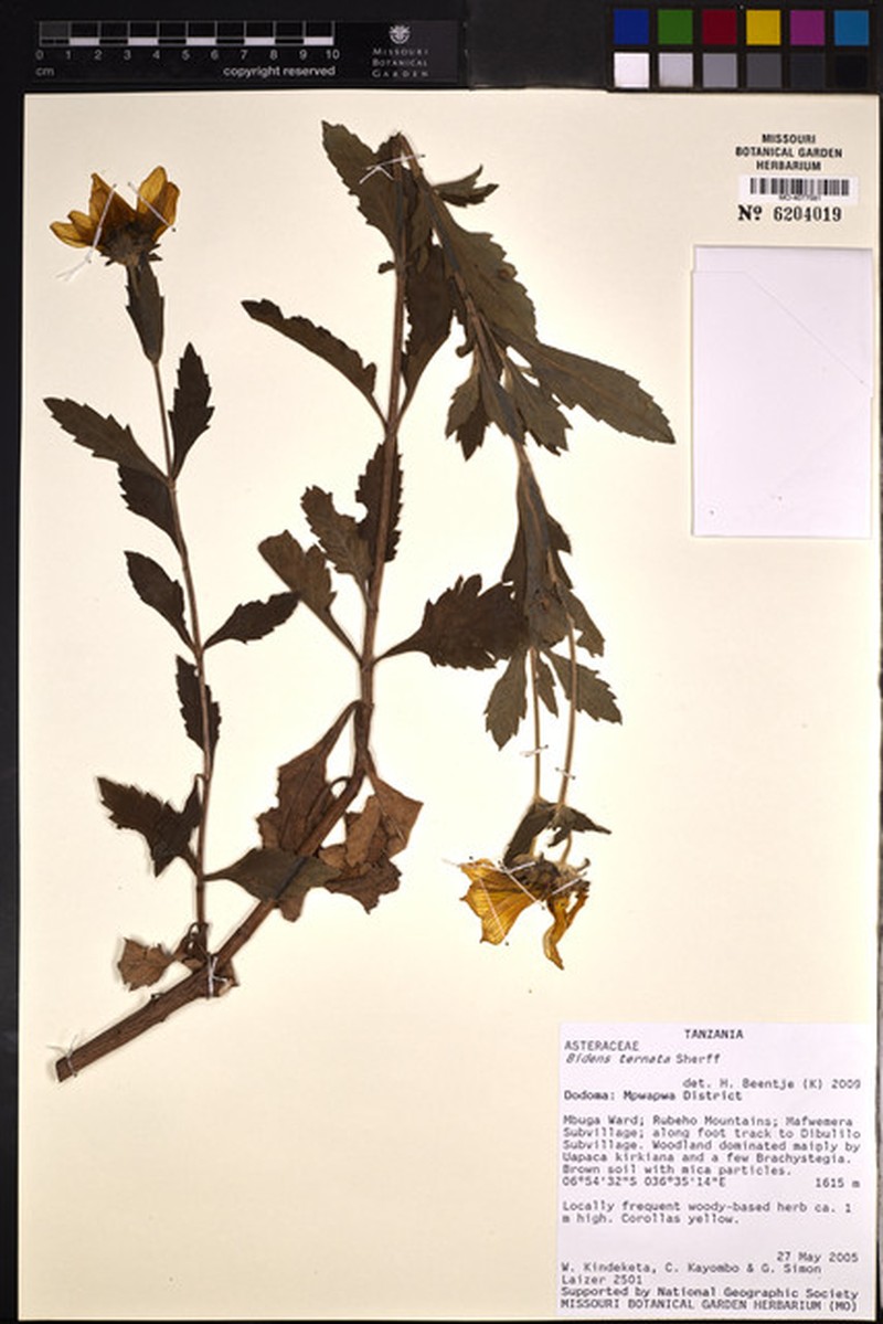 Bidens ternata photo 3