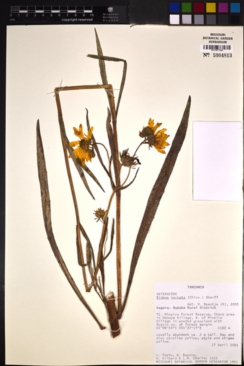 Bidens ternata photo 4