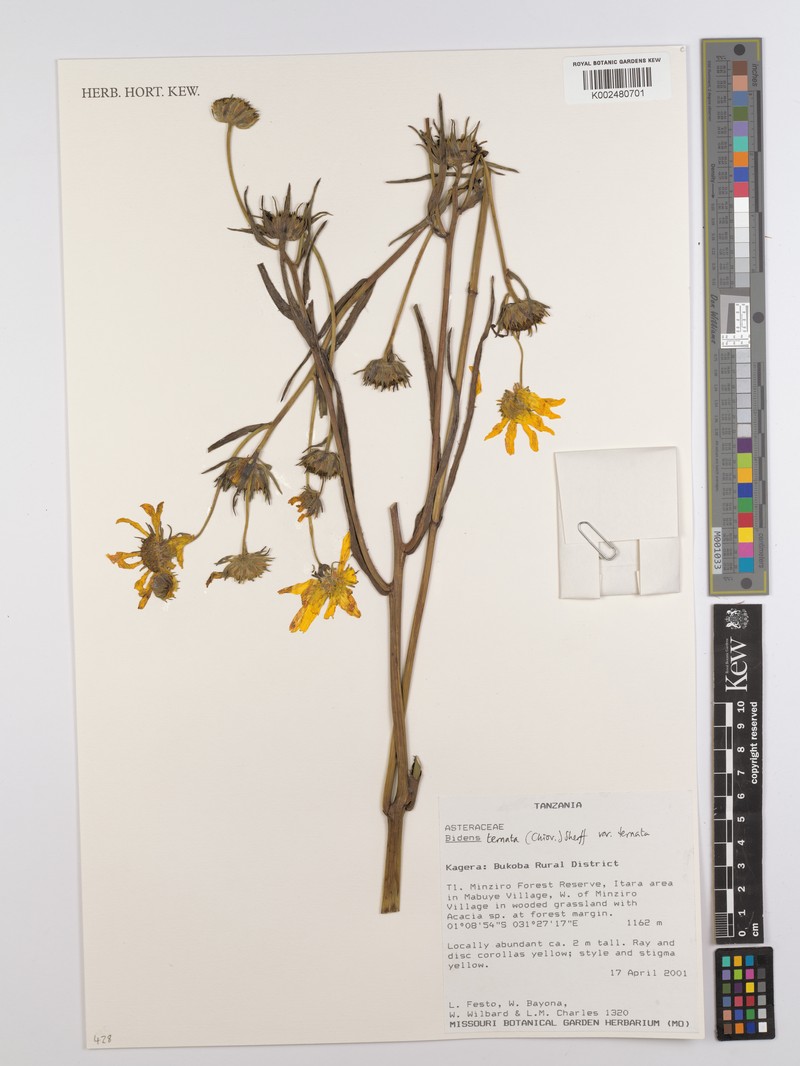 Bidens ternata photo 5