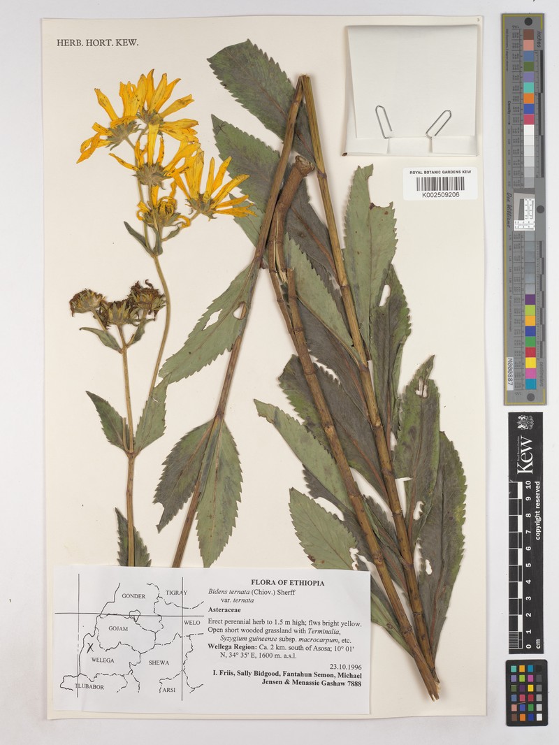 Bidens ternata var. ternata photo 3