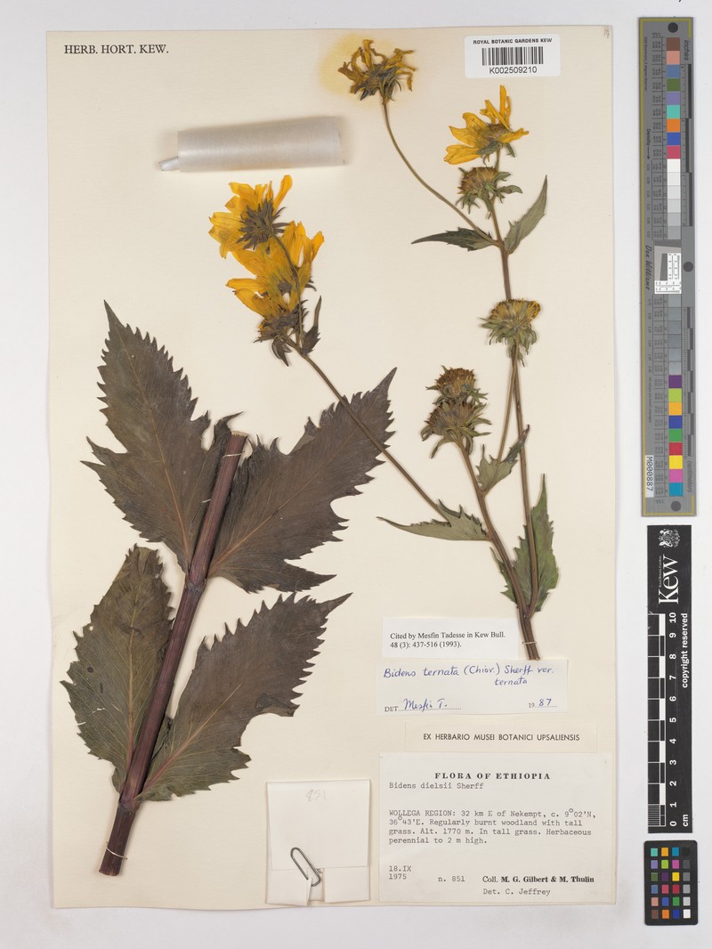 Bidens ternata var. ternata photo 4