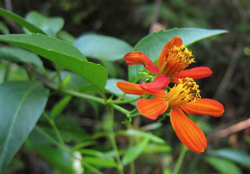 Bidens trelawniensis