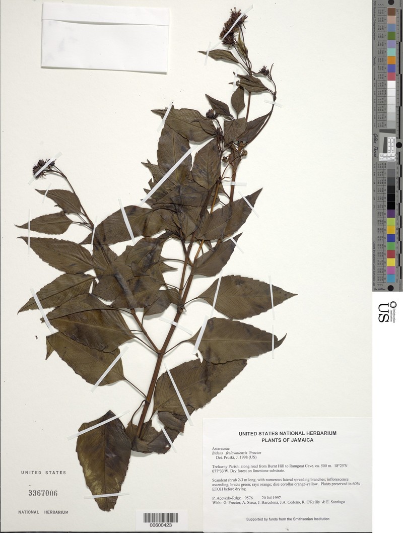 Bidens trelawniensis photo 2