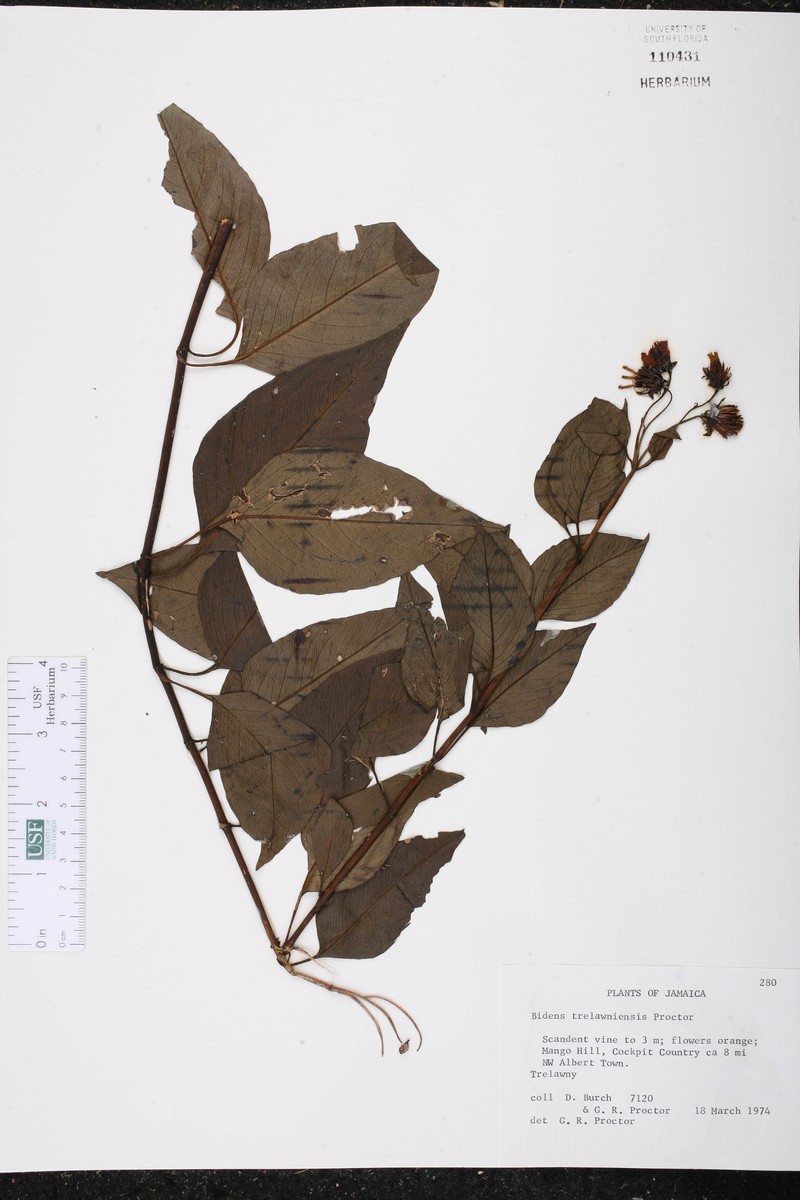 Bidens trelawniensis photo 3