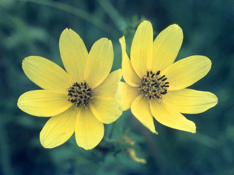 Bidens trichosperma