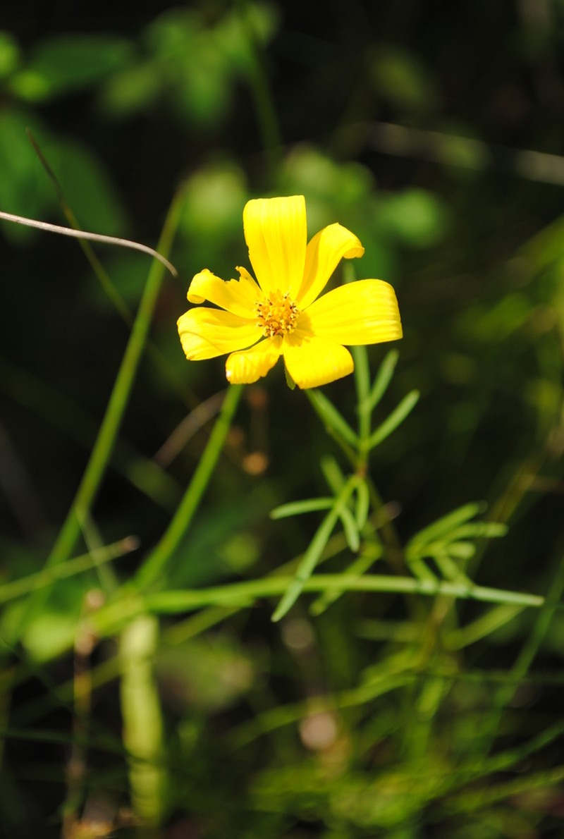 Bidens trichosperma photo 2