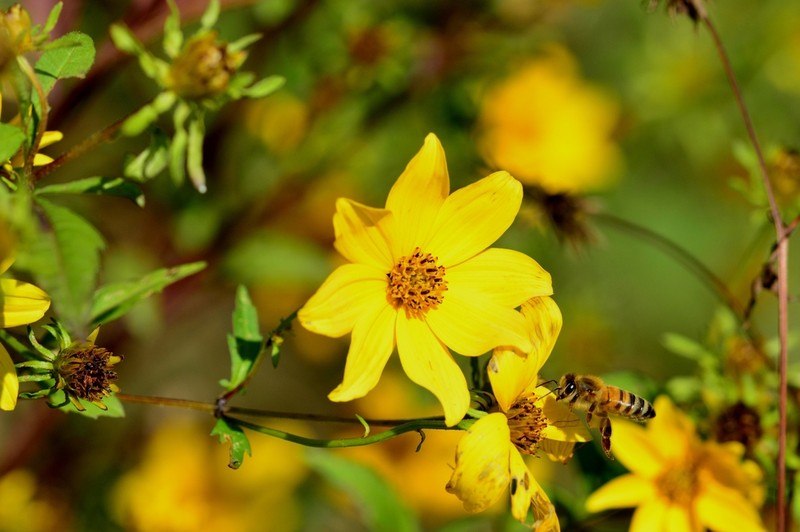 Bidens trichosperma photo 3