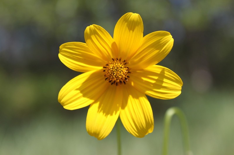 Bidens trichosperma photo 4