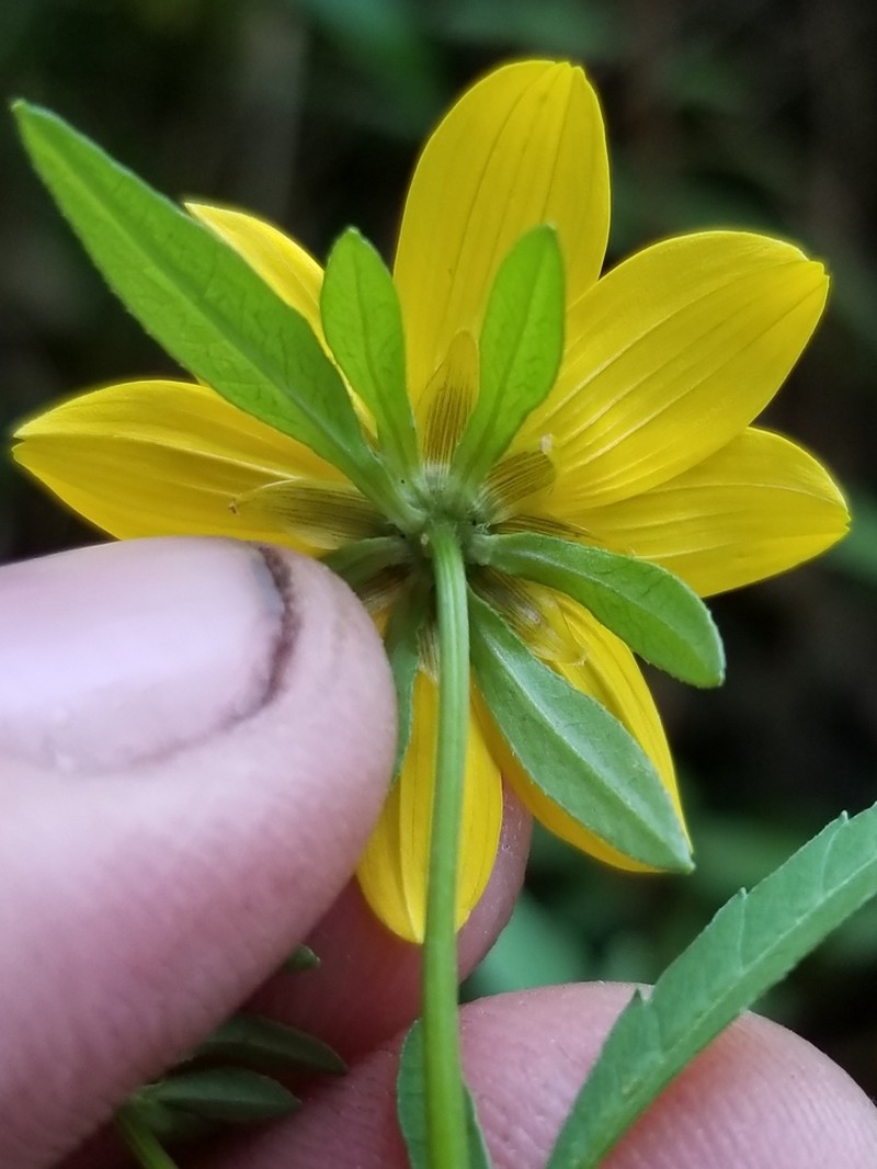 Bidens trichosperma photo 5