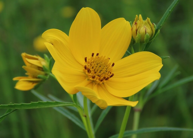 Bidens trichosperma photo 6