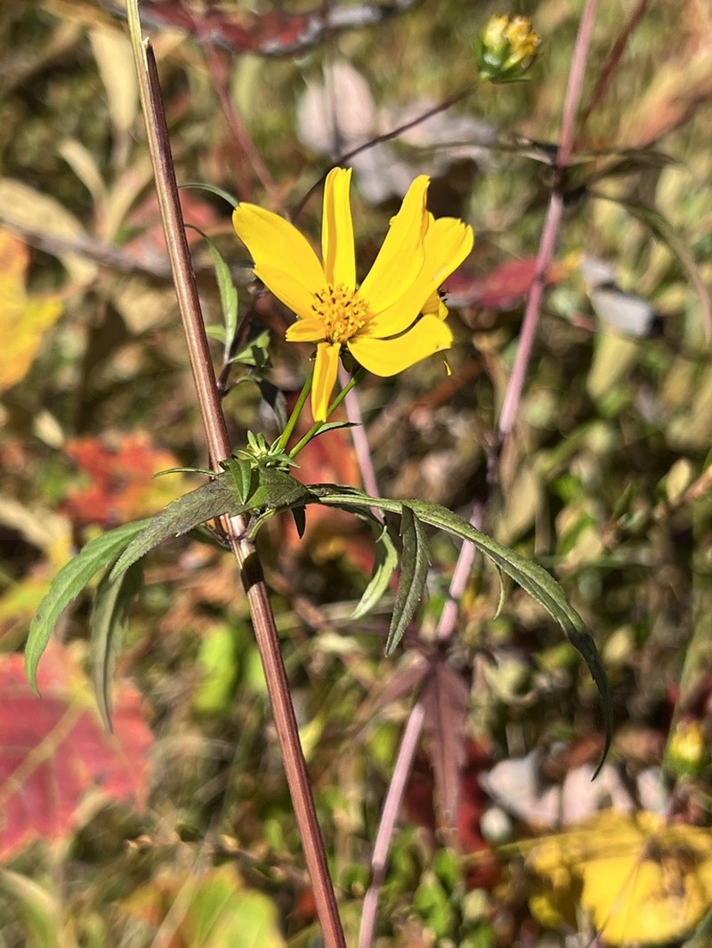 Bidens trichosperma photo 7