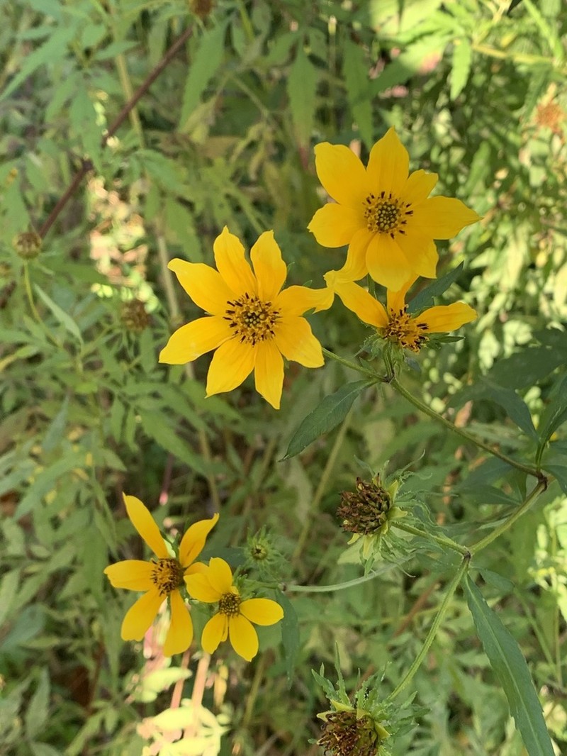 Bidens trichosperma photo 8