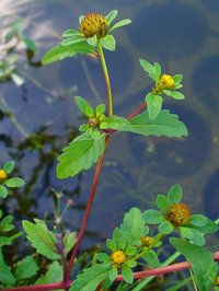 Threelobe Beggarticks