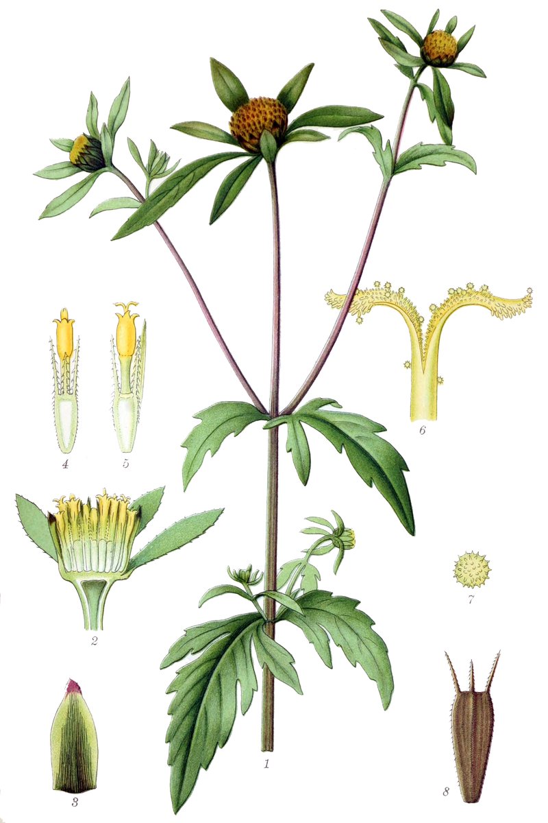 Threelobe Beggarticks