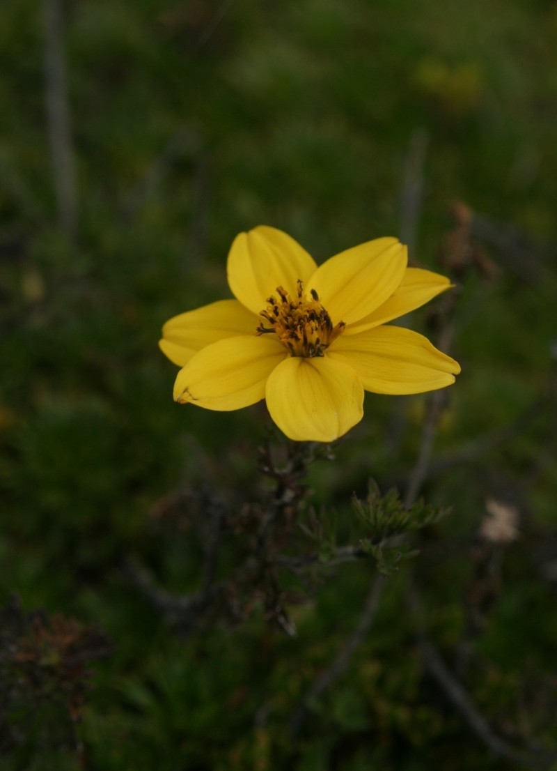 Bidens triplinervia
