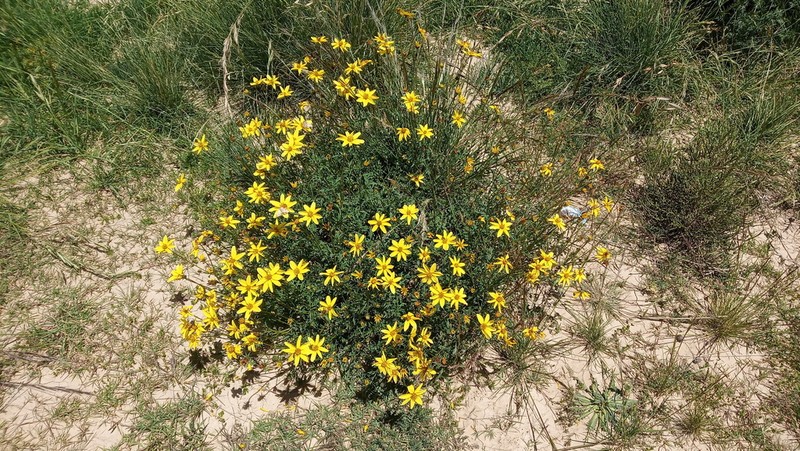 Bidens triplinervia photo 2