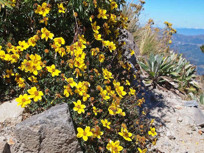 Bidens triplinervia photo 3