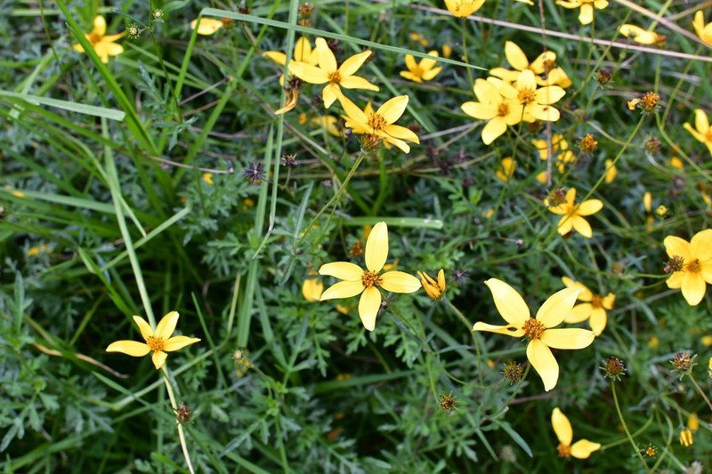 Bidens triplinervia photo 4