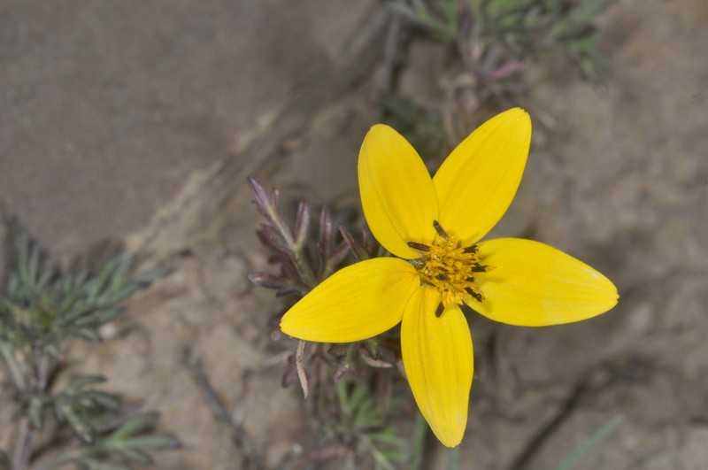 Bidens triplinervia photo 5