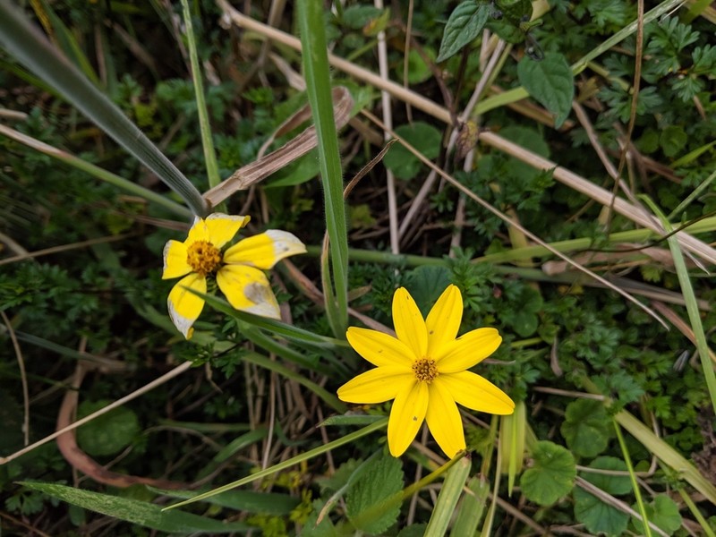 Bidens triplinervia photo 6