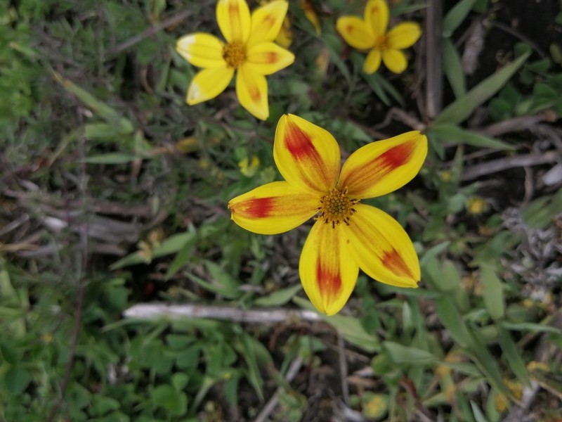 Bidens triplinervia photo 7