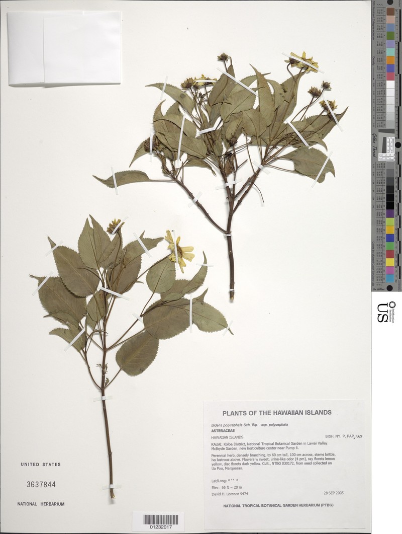 Bidens uapensis