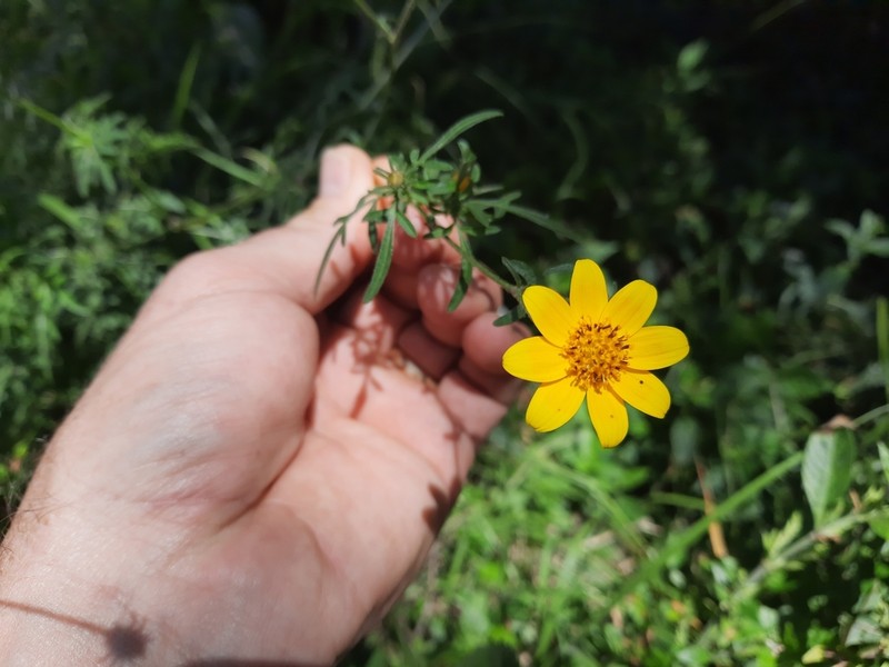 Bidens ugandensis