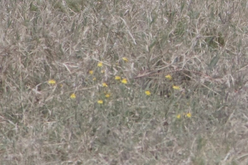 Bidens ugandensis photo 2