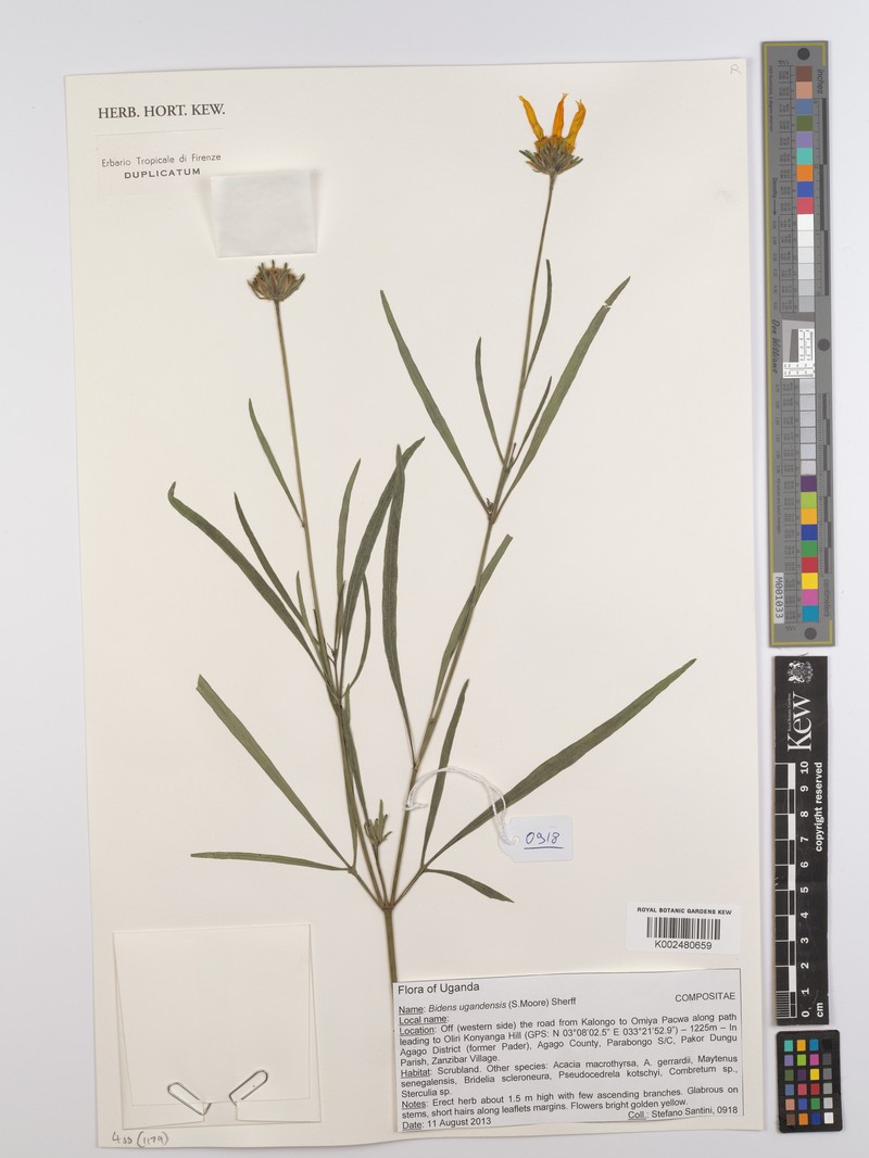 Bidens ugandensis photo 3