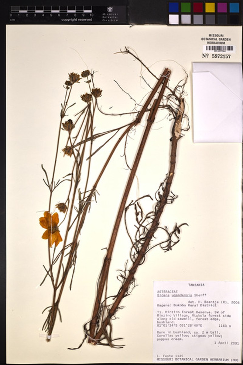 Bidens ugandensis photo 4
