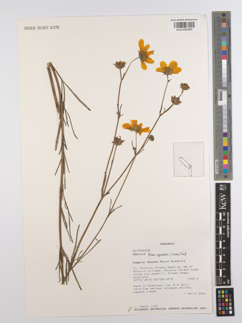 Bidens ugandensis photo 5